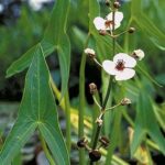 Sagittaria-sagittifolia-2