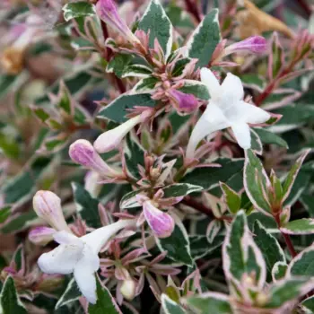 abelia-grandiflora-confetti-2