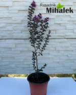 lagerstroemia-purely-purple-1