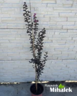 lagerstroemia-purely-purple-sadnica-2