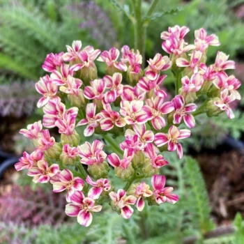 Achillea-Desert-Eve-Deep-Rose-1