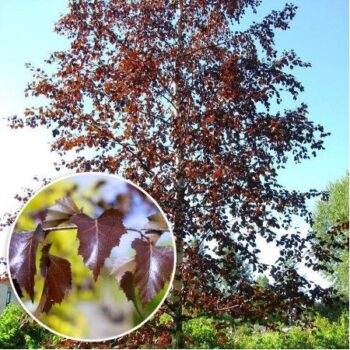 betula-pendula-royal-frost-3