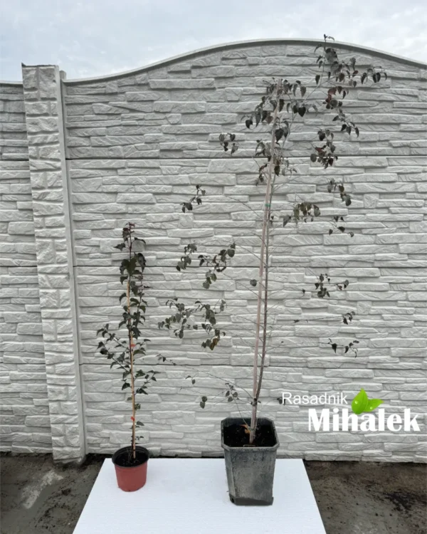 betula-royal-sadnice