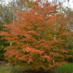 carpinus-betulus-rockhampton-red-1