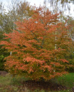 carpinus-betulus-rockhampton-red-1