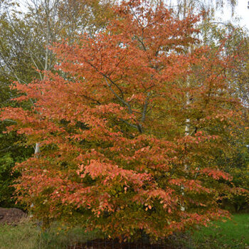 carpinus-betulus-rockhampton-red-1