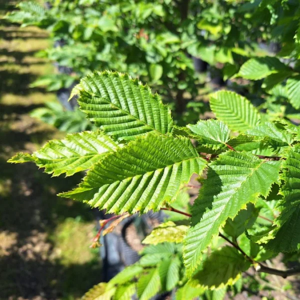 carpinus-betulus-rockhampton-red-2