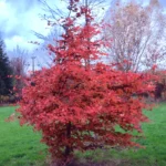 carpinus-betulus-rockhampton-red-3