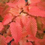 carpinus-betulus-rockhampton-red-4