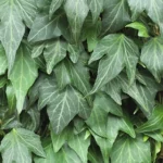 hedera-green-ripple-1