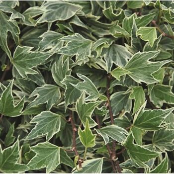 hedera-helix-white-ripple-1