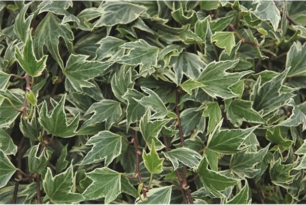 hedera-helix-white-ripple-1