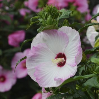 hibiskus-ballet-slippers-2