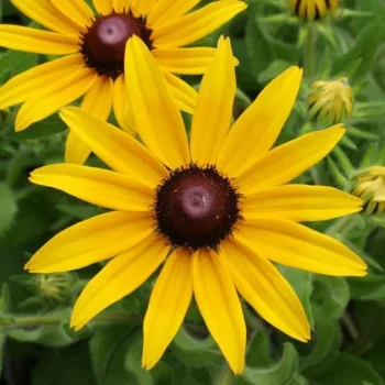 rudbeckia-hirta-3