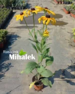 rudbeckia-hirta-sadnica-2