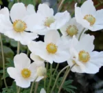 Anemona-sylvestris-Snow-White-1