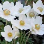 Anemona-sylvestris-Snow-White-1