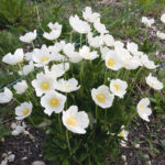 Anemona-sylvestris-Snow-White-3