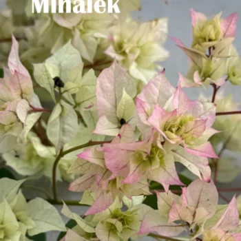 bugenvilija belo-roze-sitan-cvet-1