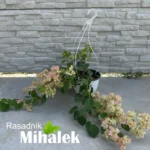 bugenvilija belo-roze-sitan-cvet-2