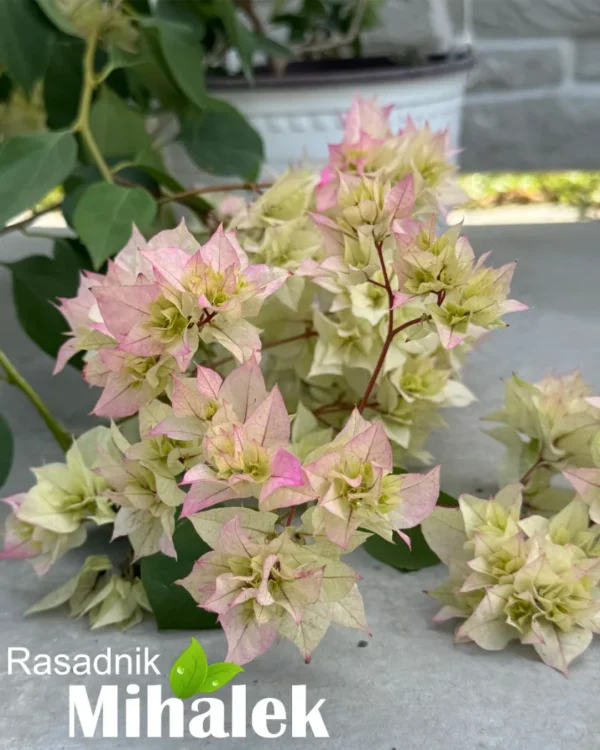 bugenvilija belo-roze-sitan-cvet-3