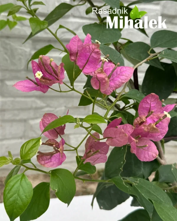 bugenvilija-svetlo-roze-2
