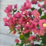 bugenvilija-svetlo-roze-3