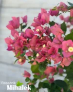 bugenvilija-svetlo-roze-3