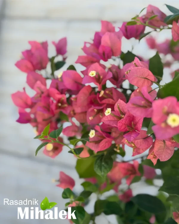 bugenvilija-svetlo-roze-3