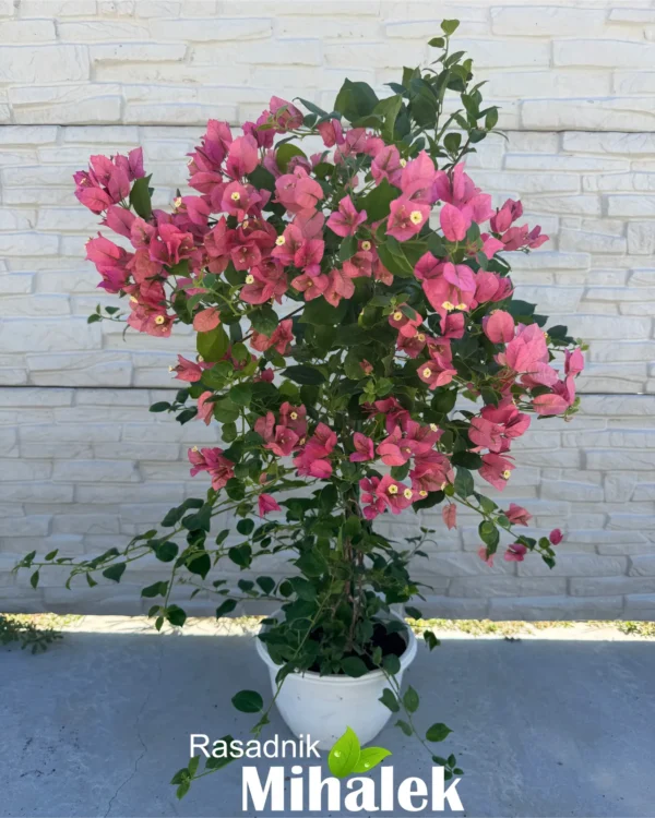 bugenvilija-svetlo-roze-5
