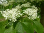 cornus-controversa-1