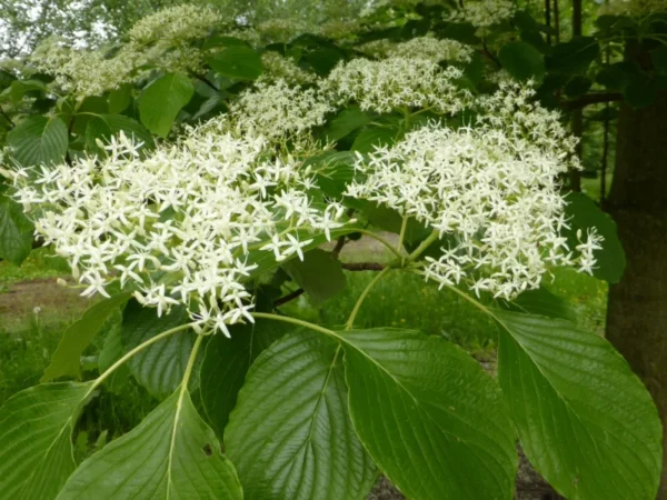 cornus-controversa-1