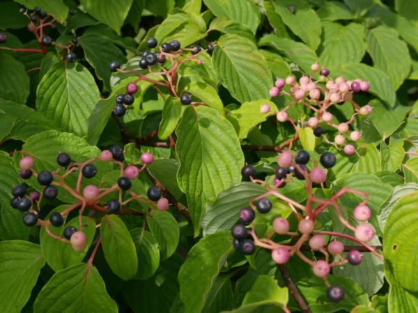 cornus-controversa-2