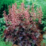 heuchera-cassis-1