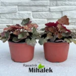 heuchera-cassis-sadnica