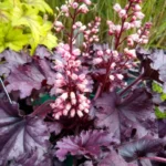 heuchera-cassis-2