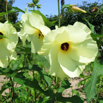 mocvarni-hibiskus-manihot-1