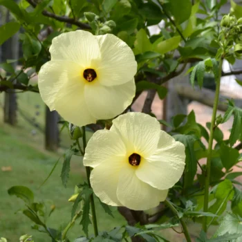 mocvarni-hibiskus-manihot-2