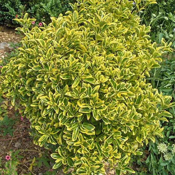 Euonymus-japonicus-Aureomarginatus-1