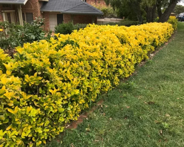 Euonymus-japonicus-Aureomarginatus-2