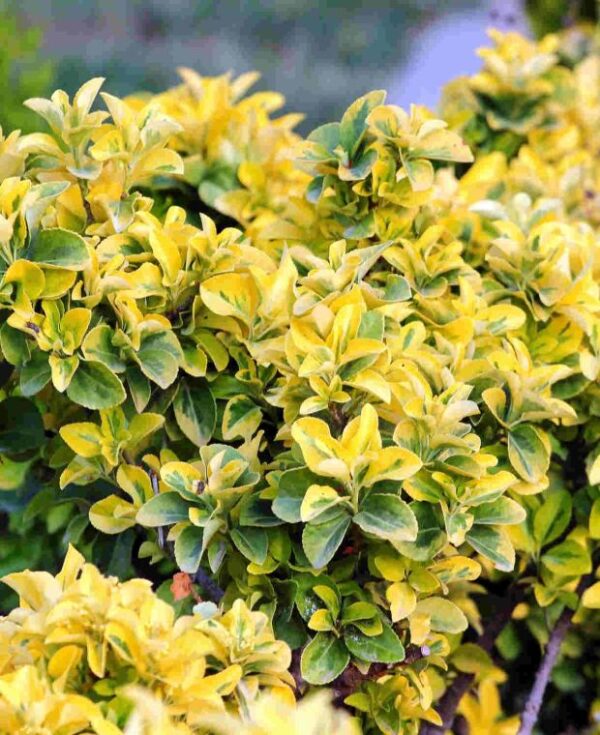 Euonymus-japonicus-Aureomarginatus-3