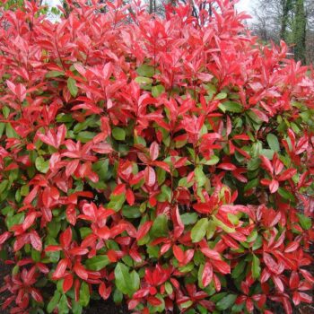 Photinia-fraseri-camilvy-1