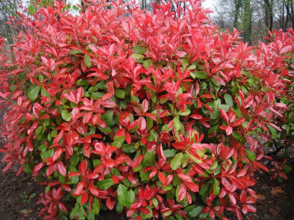 Photinia-fraseri-camilvy-1