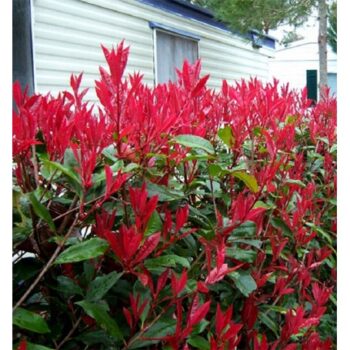 Photinia-fraseri-camilvy-2