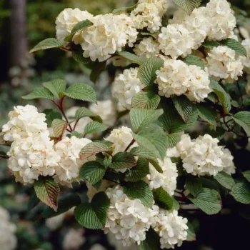 Viburnum-plicatum-Rotundifolium-1