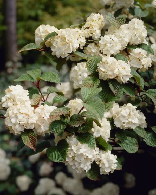 Viburnum-plicatum-Rotundifolium-1