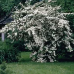 Viburnum-plicatum-Rotundifolium-2