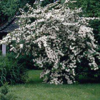 Viburnum-plicatum-Rotundifolium-2