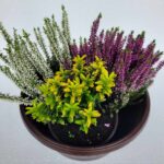 Kombinacija biljaka okrugla žardinjera 012