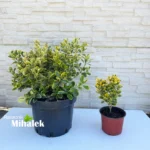 euonymus-aureomarginatus-varijacija